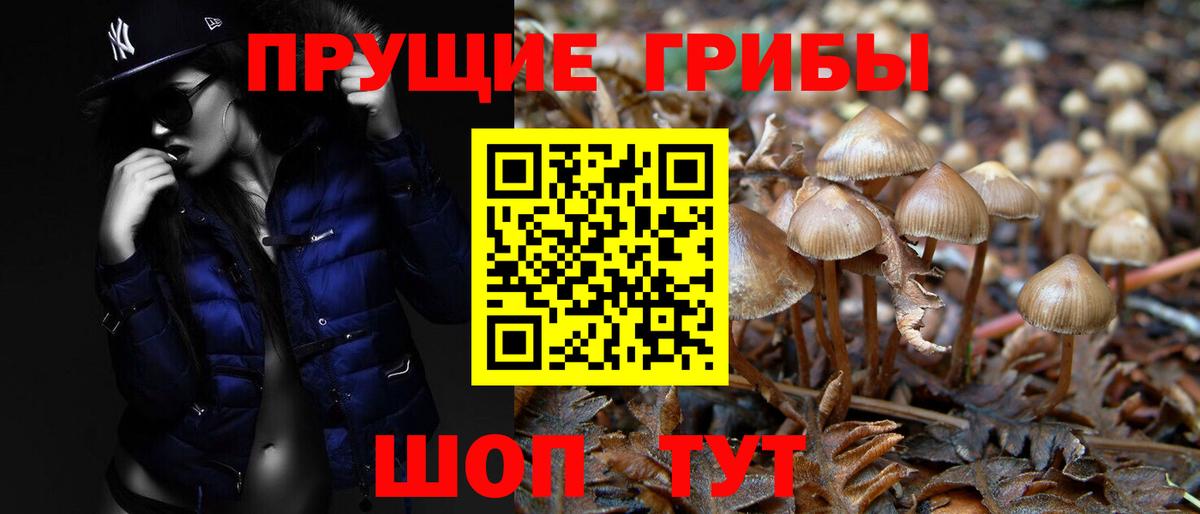 Псилоцибиновые грибы прущие грибы Камень-на-Оби